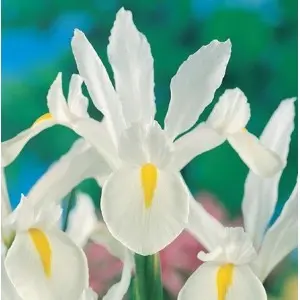 Bulbi iris Hollandica White, 25 bulbi Bulbi iris Hollandica White, 25 bulbi