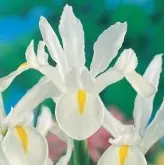 Bulbi iris Hollandica White, 25 bulbi