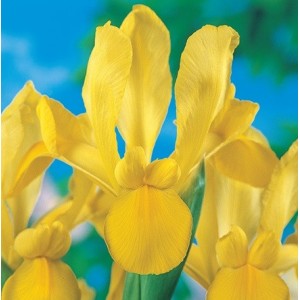 Iris Hollandica Yellow, 25 bulbi