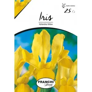 Bulbi iris Hollandica Yellow, 25 bulbi