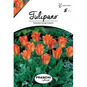 Bulbi lalele botanice Fosteriana Orange Emperor, 8 bulbi