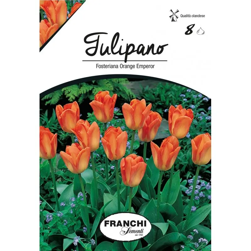 Bulbi lalele botanice Fosteriana Orange Emperor, 8 bulbi