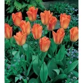 Bulbi lalele botanice Fosteriana Orange Emperor, 8 bulbi