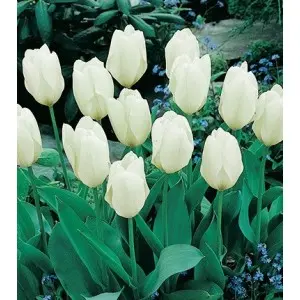 Bulbi lalele botanice Fosteriana Purissima, 8 bulbi Bulbi lalele botanice Fosteriana Purissima, 8 bulbi