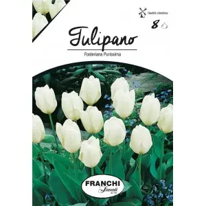 Bulbi lalele botanice Fosteriana Purissima, 8 bulbi