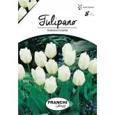 Bulbi lalele botanice Fosteriana Purissima, 8 bulbi