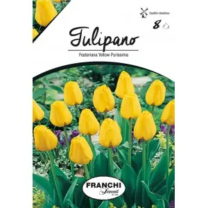 Bulbi lalele botanice Fosteriana Yellow Purissima, 8 bulbi