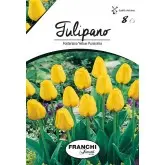 Bulbi lalele botanice Fosteriana Yellow Purissima, 8 bulbi