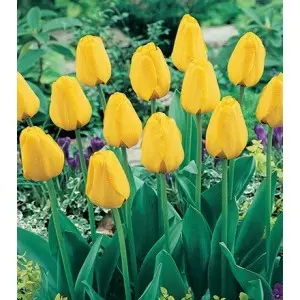 Bulbi lalele botanice Fosteriana Yellow Purissima, 8 bulbi Bulbi lalele botanice Fosteriana Yellow Purissima, 8 bulbi