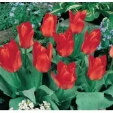 Bulbi lalele botanice Kaumanniana Showwinner, 8 bulbi