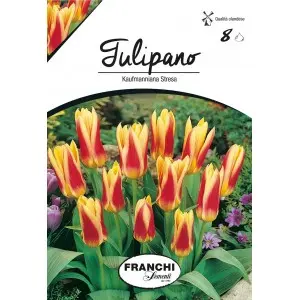Bulbi lalele Botanice Kaumanniana Stresa, 8 bulbi