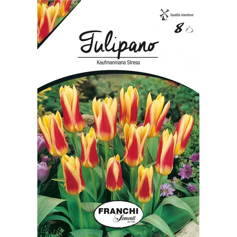 Bulbi lalele Botanice Kaumanniana Stresa, 8 bulbi