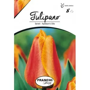 Bulbi lalele cu tija inalta Apeldoorn's Elite, 8 bulbi