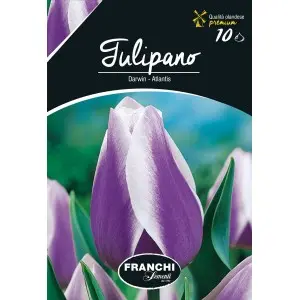 Bulbi lalele cu tija inalta Atlantis, 10 bulbi