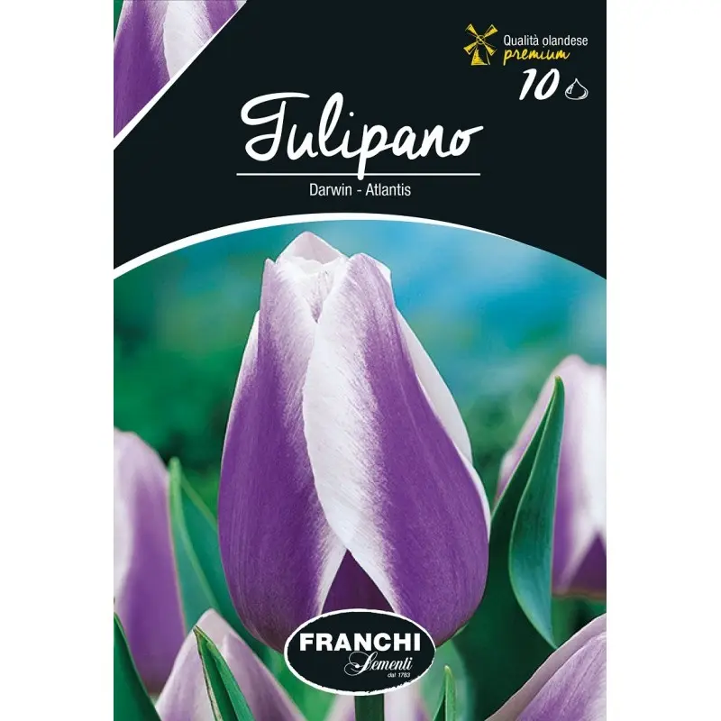 Bulbi lalele cu tija inalta Atlantis, 10 bulbi