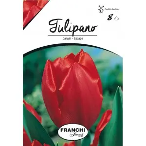 Bulbi lalele cu tija inalta Escape, 8 bulbi