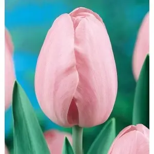 Bulbi lalele cu tija inalta Pink Impression, 8 bulbi Bulbi lalele cu tija inalta Pink Impression, 8 bulbi