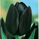 Bulbi lalele cu tija inalta Queen of Night, 10 bulbi