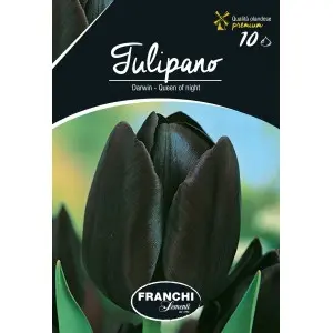 Bulbi lalele cu tija inalta Queen of Night, 10 bulbi