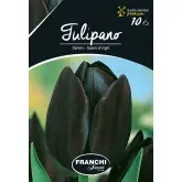 Bulbi lalele cu tija inalta Queen of Night, 10 bulbi