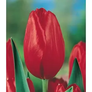Bulbi lalele cu tija inalta Red Impression, 8 bulbi Bulbi lalele cu tija inalta Red Impression, 8 bulbi