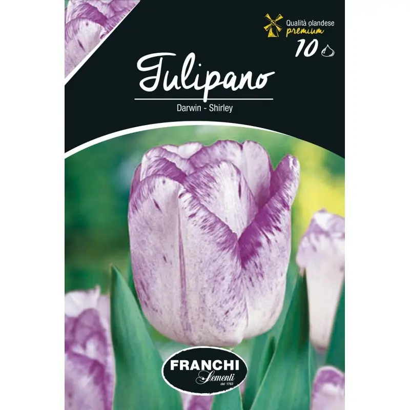 Bulbi lalele cu tija inalta Shirley, 10 bulbi