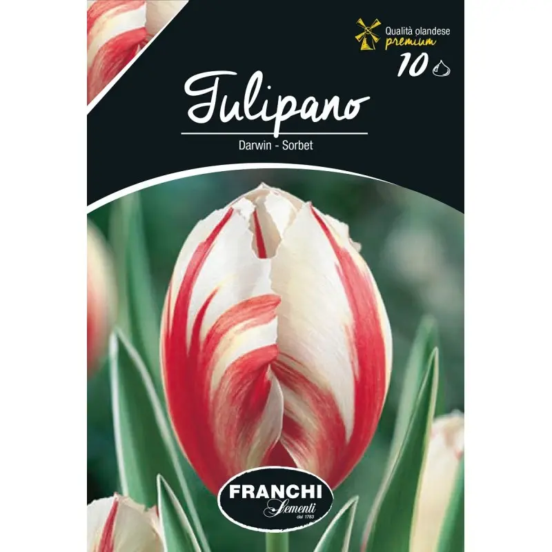 Bulbi lalele cu tija inalta Sorbet, 10 bulbi