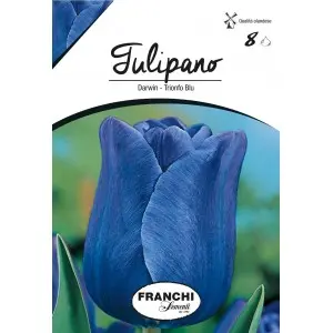 Bulbi lalele cu tija inalta Triumph Blu, 8 bulbi