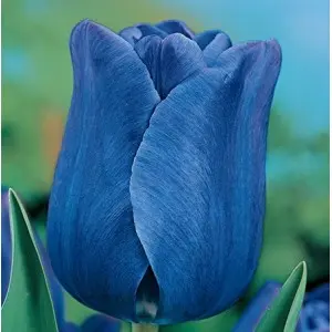 Bulbi lalele cu tija inalta Triumph Blu, 8 bulbi Bulbi lalele cu tija inalta Triumph Blu, 8 bulbi