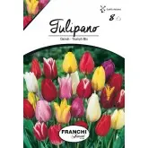 Bulbi lalele cu tija inalta Triumph Mix, 8 bulbi