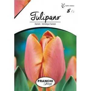 Bulbi lalele cu tija inalta Veronique Sanson, 8 bulbi