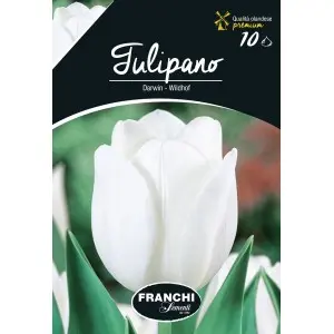 Bulbi lalele cu tija inalta Wildhof, 10 bulbi