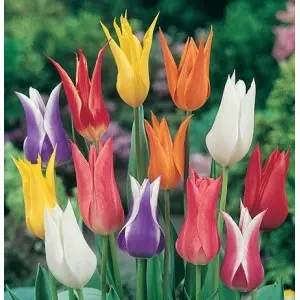 Bulbi lalele Floare de Crin Mix, 10 bulbi Bulbi lalele Floare de Crin Mix, 10 bulbi