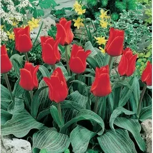 Bulbi lalele Greigii Red Riding Hood, 10 bulbi Bulbi lalele Greigii Red Riding Hood, 10 bulbi