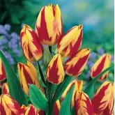 Bulbi lalele Multiflora Colour Spectacle, 8 bulbi