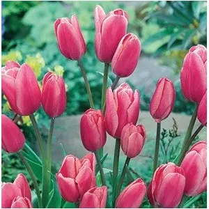 Bulbi lalele Multiflora Compostella, 8 bulbi Bulbi lalele Multiflora Compostella, 8 bulbi