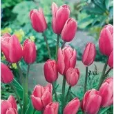 Bulbi lalele Multiflora Compostella, 8 bulbi