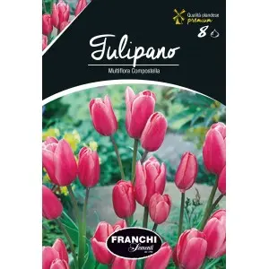 Bulbi lalele Multiflora Compostella, 8 bulbi
