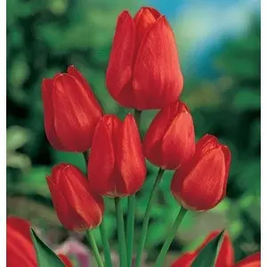 Bulbi lalele Multiflora Merry go Round, 8 bulbi Bulbi lalele Multiflora Merry go Round, 8 bulbi