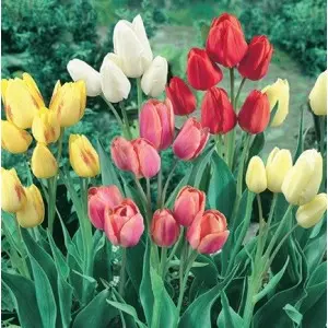 Bulbi lalele Multiflora Mix, 8 bulbi