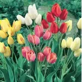 Bulbi lalele Multiflora Mix, 8 bulbi