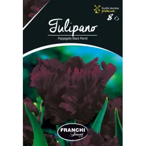Bulbi lalele Papagal Black Parrot, 8 bulbi