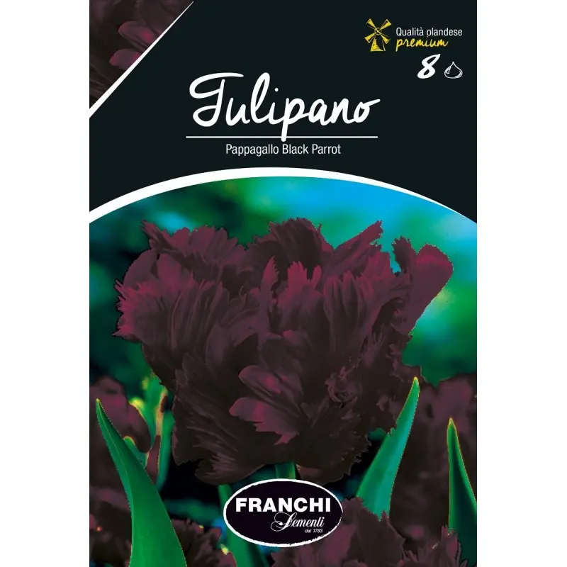 Bulbi lalele Papagal Black Parrot, 8 bulbi