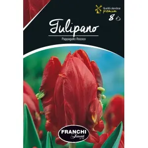 Bulbi lalele Papagal Rococo, 8 bulbi