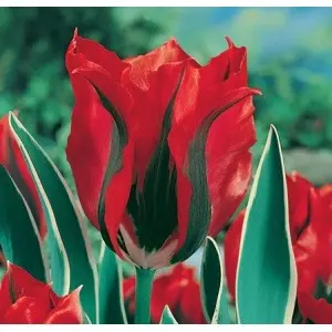 Bulbi lalele Viridiflora Esperanto, 8 bulbi