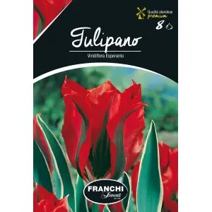 Bulbi lalele Viridiflora Esperanto, 8 bulbi