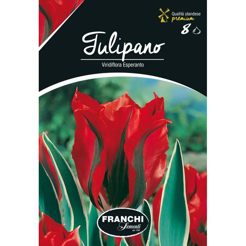 Bulbi lalele Viridiflora Esperanto, 8 bulbi