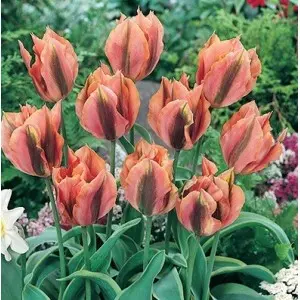 Bulbi lalele Viridiflora Green River, 8 bulbi Bulbi lalele Viridiflora Green River, 8 bulbi