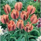 Bulbi lalele Viridiflora Green River, 8 bulbi