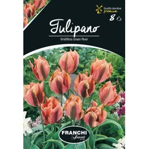 Bulbi lalele Viridiflora Green River, 8 bulbi